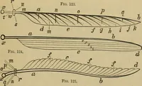 An illustration from Animal locomotion or walking, swimming, and flying : with a dissertation on aëronautics (1873)