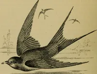 An illustration from Animal locomotion or walking, swimming, and flying : with a dissertation on aëronautics (1873)