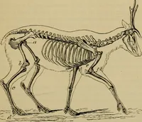 An illustration from Animal locomotion or walking, swimming, and flying : with a dissertation on aëronautics (1873)