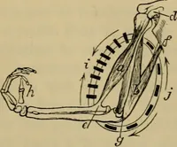 An illustration from Animal locomotion or walking, swimming, and flying : with a dissertation on aëronautics (1873)