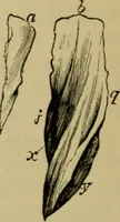 An illustration from Animal locomotion or walking, swimming, and flying : with a dissertation on aëronautics (1873)