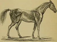 An illustration from Animal locomotion or walking, swimming, and flying : with a dissertation on aëronautics (1873)