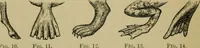 An illustration from Animal locomotion or walking, swimming, and flying : with a dissertation on aëronautics (1873)
