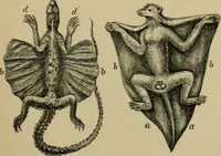 An illustration from Animal locomotion or walking, swimming, and flying : with a dissertation on aëronautics (1873)