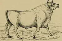 An illustration from Animal locomotion or walking, swimming, and flying : with a dissertation on aëronautics (1873)