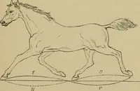 An illustration from Animal locomotion or walking, swimming, and flying : with a dissertation on aëronautics (1873)