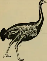 An illustration from Animal locomotion or walking, swimming, and flying : with a dissertation on aëronautics (1873)