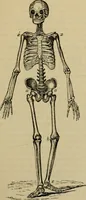 An illustration from Animal locomotion or walking, swimming, and flying : with a dissertation on aëronautics (1873)