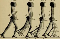An illustration from Animal locomotion or walking, swimming, and flying : with a dissertation on aëronautics (1873)