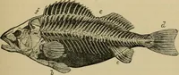 An illustration from Animal locomotion or walking, swimming, and flying : with a dissertation on aëronautics (1873)