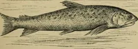 An illustration from Animal locomotion or walking, swimming, and flying : with a dissertation on aëronautics (1873)