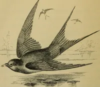 An illustration from Animal locomotion or walking, swimming, and flying : with a dissertation on aëronautics (1873)