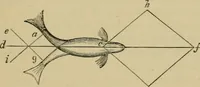 An illustration from Animal locomotion or walking, swimming, and flying : with a dissertation on aëronautics (1873)