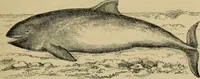 An illustration from Animal locomotion or walking, swimming, and flying : with a dissertation on aëronautics (1873)