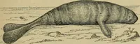 An illustration from Animal locomotion or walking, swimming, and flying : with a dissertation on aëronautics (1873)