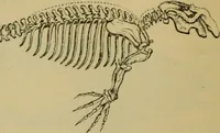 An illustration from Animal locomotion or walking, swimming, and flying : with a dissertation on aëronautics (1873)