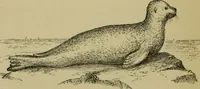 An illustration from Animal locomotion or walking, swimming, and flying : with a dissertation on aëronautics (1873)