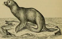 An illustration from Animal locomotion or walking, swimming, and flying : with a dissertation on aëronautics (1873)
