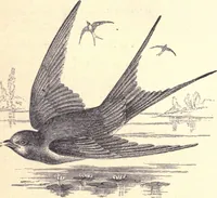 An illustration from Animal locomotion, or Walking, swimming, and flying, with a dissertation on aëronautics (1874)