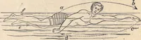 An illustration from Animal locomotion, or Walking, swimming, and flying, with a dissertation on aëronautics (1874)