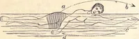 An illustration from Animal locomotion, or Walking, swimming, and flying, with a dissertation on aëronautics (1874)