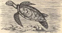 Picture 30 of 80 from Animal locomotion, or Walking, swimming, and flying, with a dissertation on aëronautics (1874), leaf 114