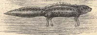 An illustration from Animal locomotion, or Walking, swimming, and flying, with a dissertation on aëronautics (1874)
