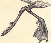 Picture 34 of 80 from Animal locomotion, or Walking, swimming, and flying, with a dissertation on aëronautics (1874), leaf 121