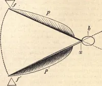 An illustration from Animal locomotion, or Walking, swimming, and flying, with a dissertation on aëronautics (1874)