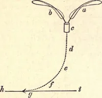 An illustration from Animal locomotion, or Walking, swimming, and flying, with a dissertation on aëronautics (1874)