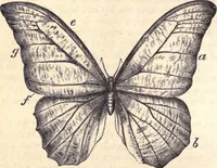 An illustration from Animal locomotion, or Walking, swimming, and flying, with a dissertation on aëronautics (1874)