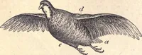 An illustration from Animal locomotion, or Walking, swimming, and flying, with a dissertation on aëronautics (1874)