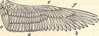 An illustration from Animal locomotion, or Walking, swimming, and flying, with a dissertation on aëronautics (1874)