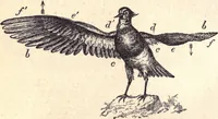 An illustration from Animal locomotion, or Walking, swimming, and flying, with a dissertation on aëronautics (1874)