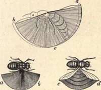 An illustration from Animal locomotion, or Walking, swimming, and flying, with a dissertation on aëronautics (1874)