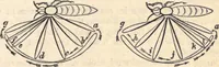 An illustration from Animal locomotion, or Walking, swimming, and flying, with a dissertation on aëronautics (1874)