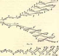 An illustration from Animal locomotion, or Walking, swimming, and flying, with a dissertation on aëronautics (1874)