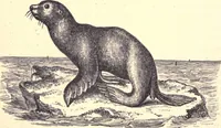 An illustration from Animal locomotion, or Walking, swimming, and flying, with a dissertation on aëronautics (1874)