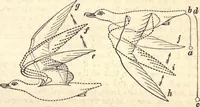 An illustration from Animal locomotion, or Walking, swimming, and flying, with a dissertation on aëronautics (1874)