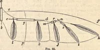 An illustration from Animal locomotion, or Walking, swimming, and flying, with a dissertation on aëronautics (1874)