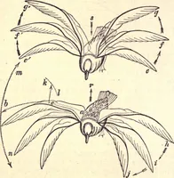 An illustration from Animal locomotion, or Walking, swimming, and flying, with a dissertation on aëronautics (1874)
