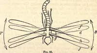 An illustration from Animal locomotion, or Walking, swimming, and flying, with a dissertation on aëronautics (1874)