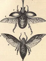 An illustration from Animal locomotion, or Walking, swimming, and flying, with a dissertation on aëronautics (1874)