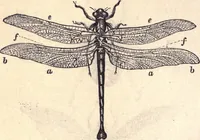 An illustration from Animal locomotion, or Walking, swimming, and flying, with a dissertation on aëronautics (1874)