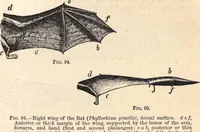 An illustration from Animal locomotion, or Walking, swimming, and flying, with a dissertation on aëronautics (1874)