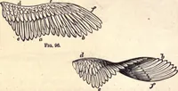 Picture 58 of 80 from Animal locomotion, or Walking, swimming, and flying, with a dissertation on aëronautics (1874), leaf 201