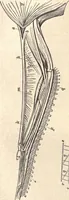 An illustration from Animal locomotion, or Walking, swimming, and flying, with a dissertation on aëronautics (1874)