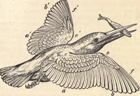 An illustration from Animal locomotion, or Walking, swimming, and flying, with a dissertation on aëronautics (1874)