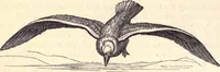 An illustration from Animal locomotion, or Walking, swimming, and flying, with a dissertation on aëronautics (1874)