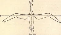 An illustration from Animal locomotion, or Walking, swimming, and flying, with a dissertation on aëronautics (1874)